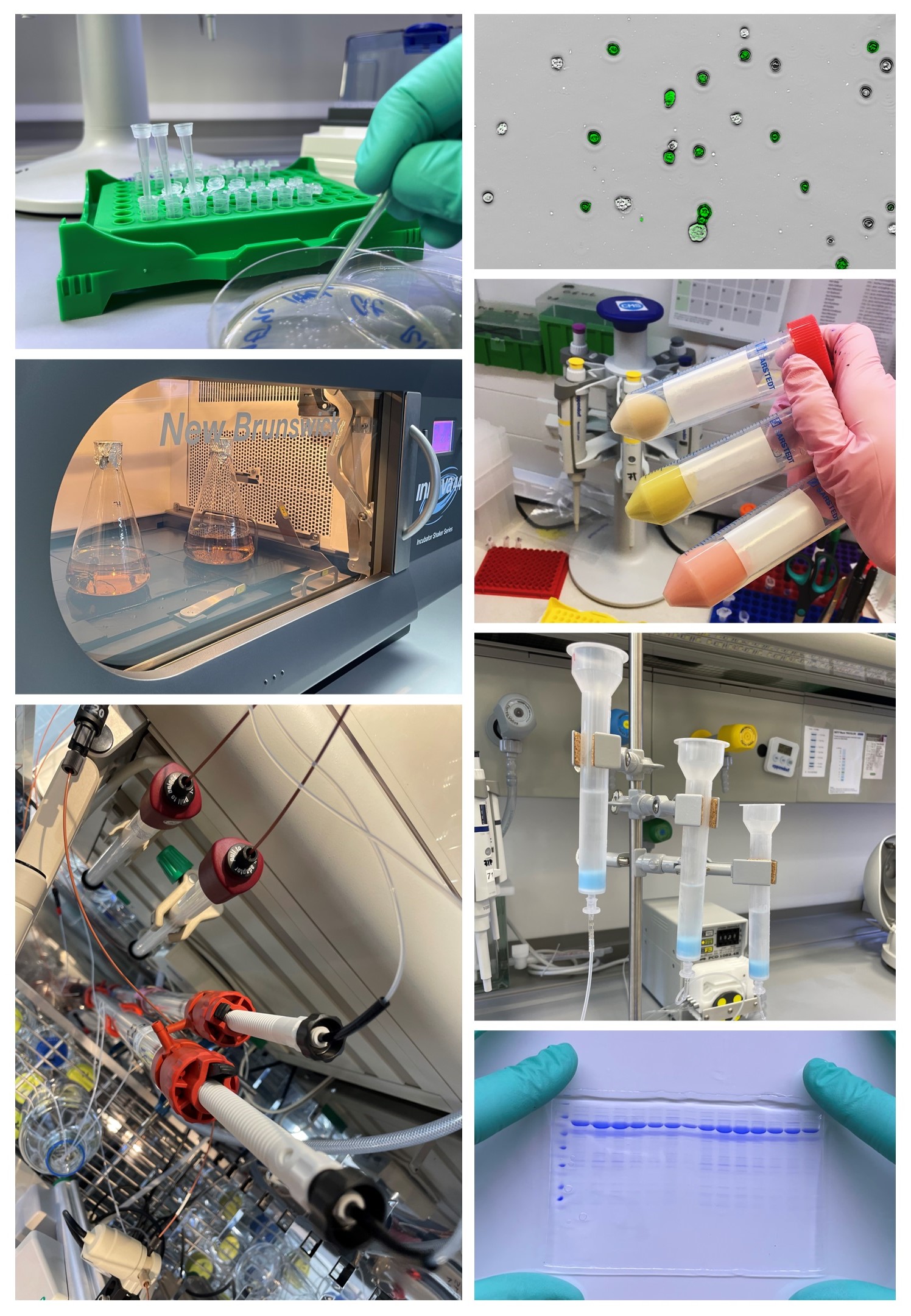 Protein Production, Vestec near Prague, Czech Republic